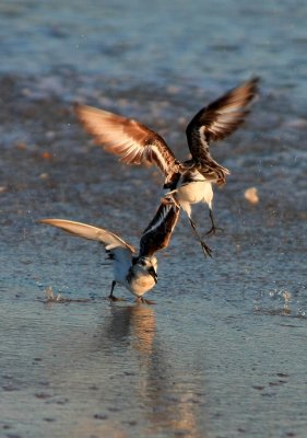 Sanderlings