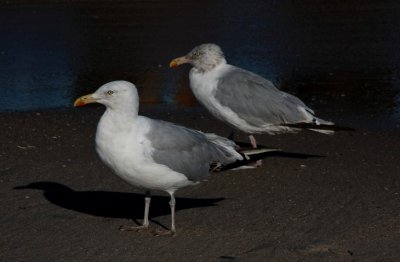 Herring Gulls