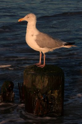 Herring Gull