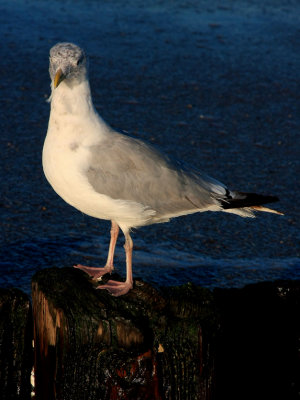 Herring Gull