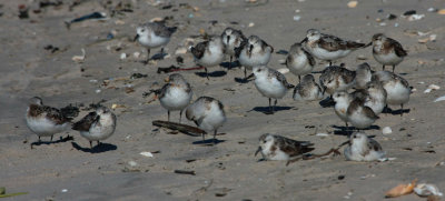 Sanderlings