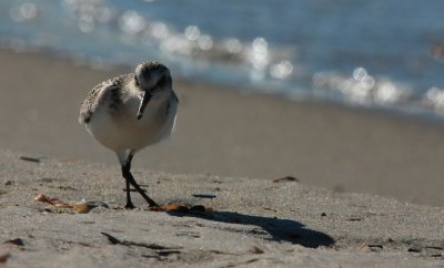 Sanderling