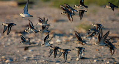 Sanderlings
