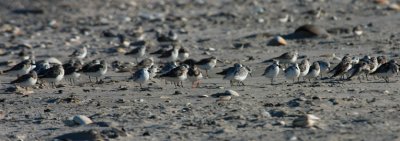 Ruddy Turnstone (center) & Sanderlings