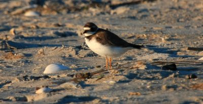 Semi-palmated Plover