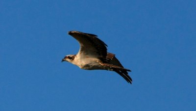 Osprey