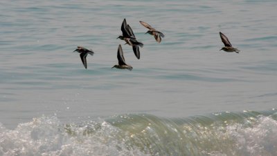 Sanderlings