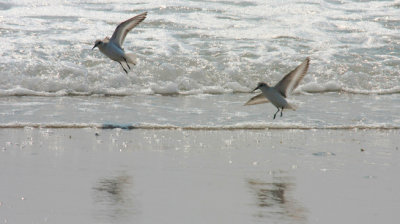 Sanderlings