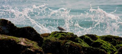 Sanderling