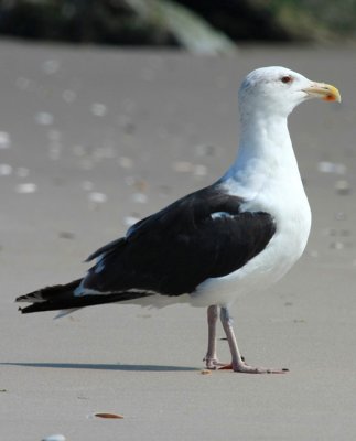 Great Black-backed Gull