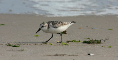 Sanderling