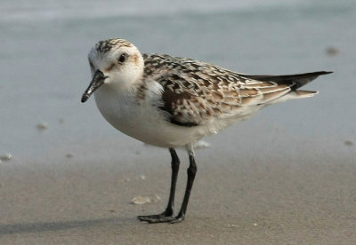 Sanderling