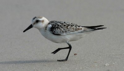 Sanderling