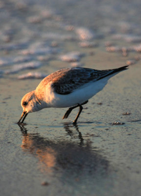 Sanderling