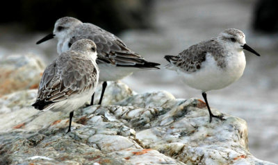 Sanderlings