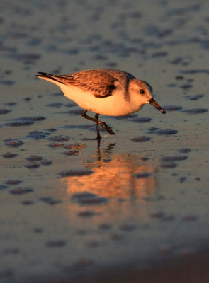 Sanderling