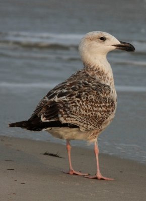 Herring Gull