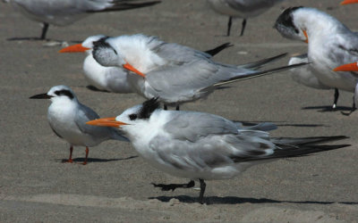  Least Tern (left) & Royal Tern