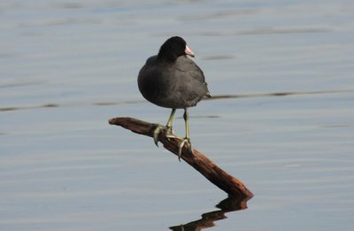 American Coot