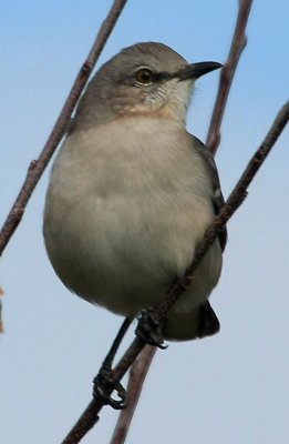 Northern Mockingbird