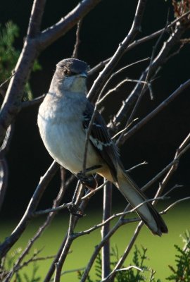 Northern Mockingbird