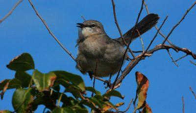 Northern Mockingbird