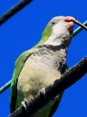 Monk Parakeet
