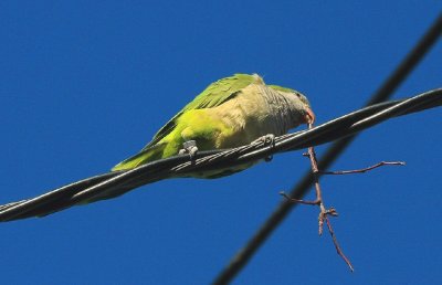 Monk Parakeet