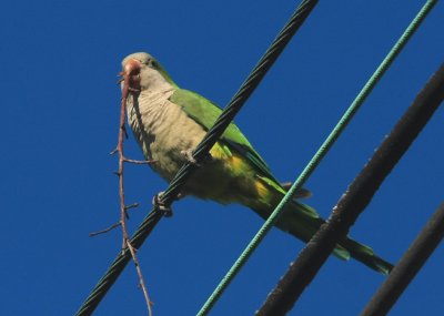 Monk Parakeet