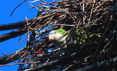Monk Parakeet