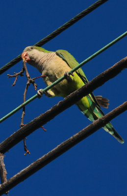 Monk Parakeet