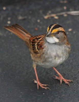 White-throated Sparrow
