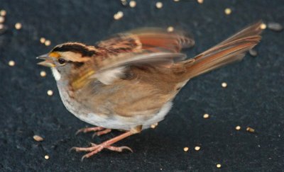 White-throated Sparrow