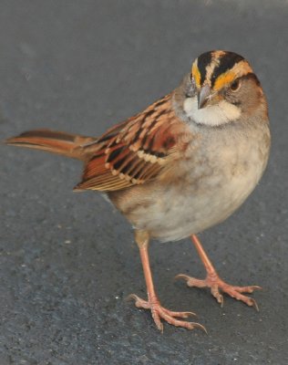 White-throated Sparrow