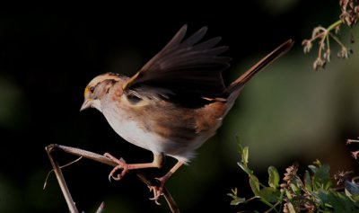 White-throated Sparrow
