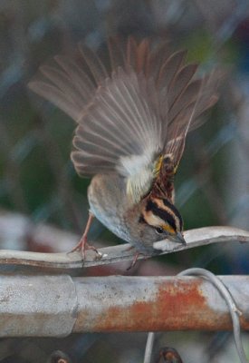 White-throated Sparrow