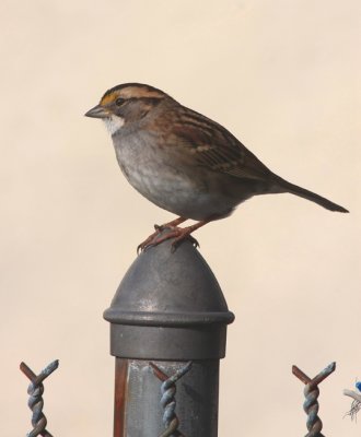 White-throated Sparrow