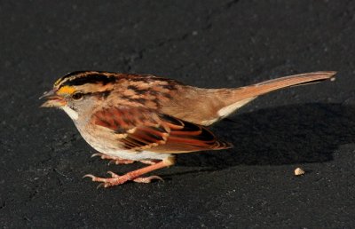 White-throated Sparrow