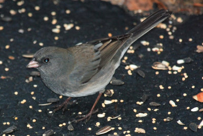 Dark-eyed Junco, Slate Colored