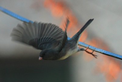 Dark-eyed Junco, Slate Colored