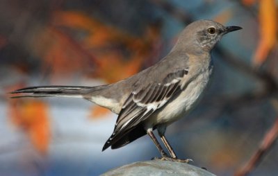 Northern Mockingbird