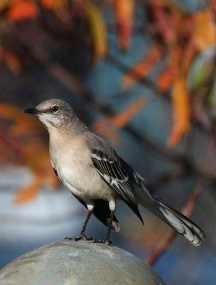 Northern Mockingbird