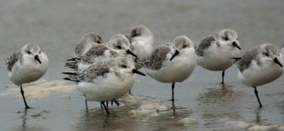 Sanderlings