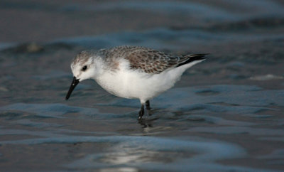 Sanderlings