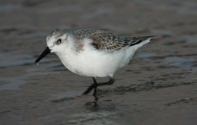 Sanderlings