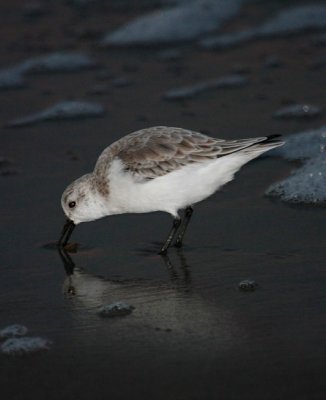 Sanderling