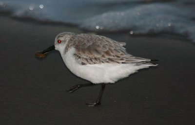 Sanderling