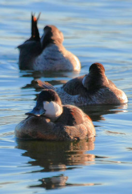 Ruddy Duck