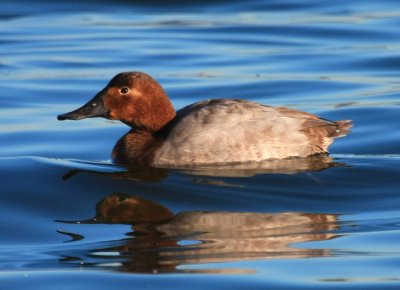 Canvasback