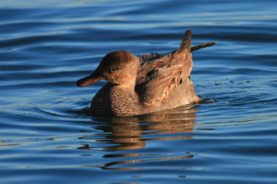 Gadwall